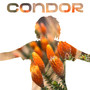 Cóndor