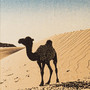 Infant Camel