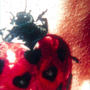 Coccinelles (Explicit)