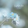 Forget Me Not