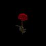 Red Roses (Explicit)