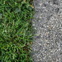 Fattanza green (Explicit)