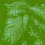 bright forest, humid forest