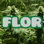 Flor (Explicit)