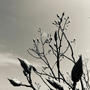 Sower & Seed