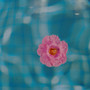 Flor (es) ser