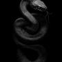 Serpenti