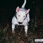 Junkyard Dog (Explicit)