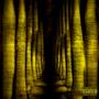 shady palm tree (Explicit)