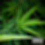 Sexo y **** (feat. BOI CORTES, Quintanna & Fresh G) [Explicit]