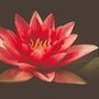 Lotus Blossom Tranquility