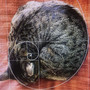 Music for cats