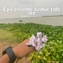 Epil Chando-Sindur Tida Ate