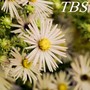 TBS