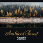 Ambient Forest Sounds – Space of Secrets, Meditation in Forest, Relaxation, Deep Sleep, Dealing with Anxiety