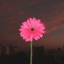 Say