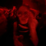 Burds Calling (Explicit)