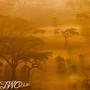 Safari (feat. royce) [Explicit]