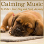 Calming Music to Relax Your Dog and Stop Anxiety