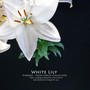 White Lily