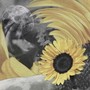 해바라기 (Sunflower)