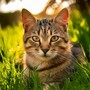 Tranquil Cat Music for Stress Relief