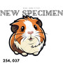 New Specimen (Explicit)