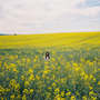 Wildflower