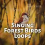 Singing Forest Birds Loops