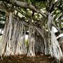 Banyan Tree