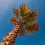 Descendu sur Terre (Explicit)