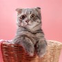 Peaceful Cat Haven: Relaxing Music