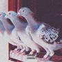 Pigeons (Explicit)