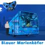 Blauer Marienkäfer