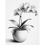 Orchids