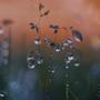 dewdrop