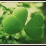 Two Leaf Clover