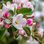 Apple Blossoms