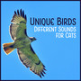 Unique Birds - Different Sounds for Cats