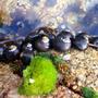 Asilomar Gems