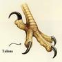 Talons (Explicit)