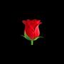 Red Rose (feat. Ramazan Gezginci)