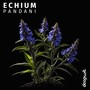 Echium
