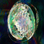 Sweet Water Pearl