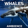 Whales Ambience