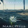 Narcissus