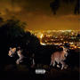 STRIPEZ (feat. Midnight Rothé) [Explicit]