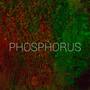 Phosphorus