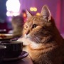 Lofi Cats: Smooth Harmonic Comfort
