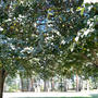 Wandering Trees